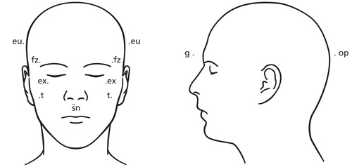 diagram of human head from front view and side view